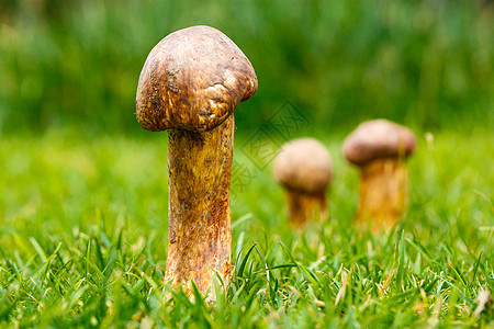 野外草坪上的菌菇图片