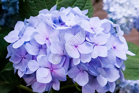 紫色绣球花绣球花背景