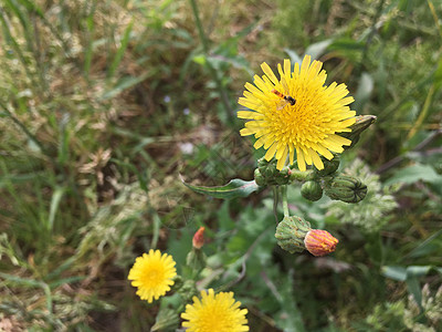 路边野花自然风光油菜蜜高清图片