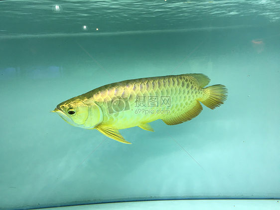 水族馆里金龙鱼图片