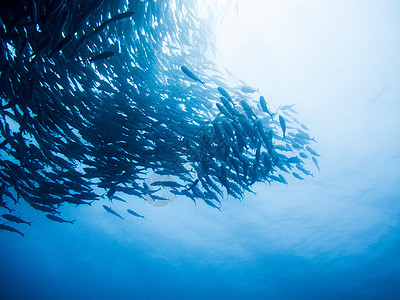 潜水海洋海洋生物高清图片