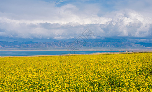 高原旅行青海湖油菜花背景