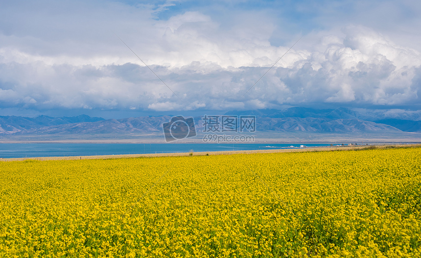 青海湖油菜花图片