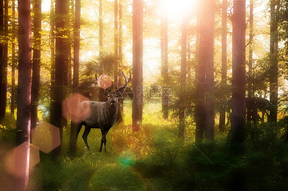 森林中的鹿图片