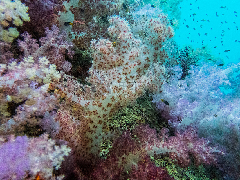 彩色珊瑚浮潜图片