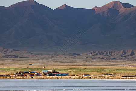 青藏牦牛青海湖背景