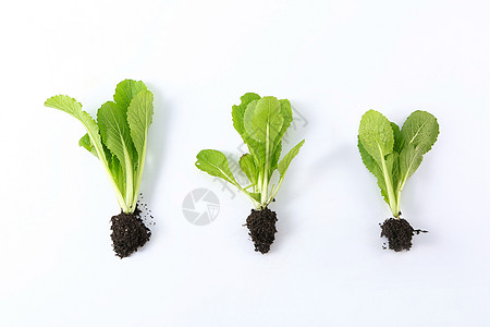 蔬菜背景图片