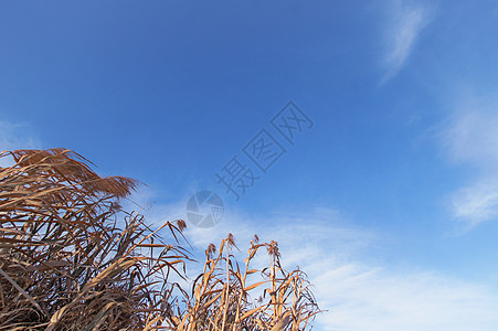 蓝天白云banner背景背景