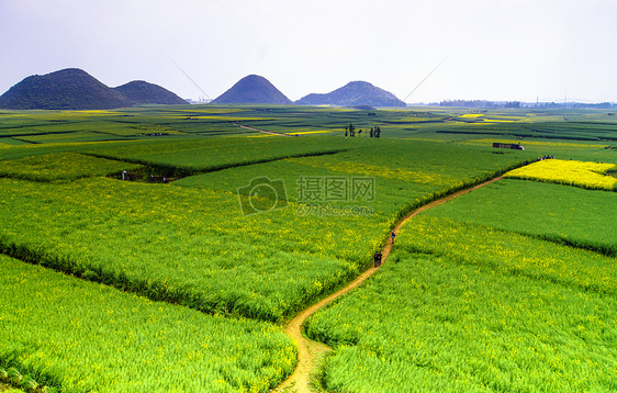 罗平油菜花图片