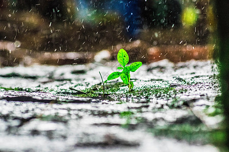 雨中小草坚强面对高清图片