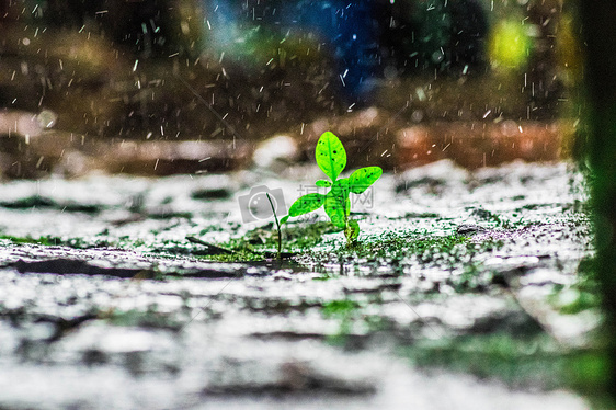 雨中小草图片