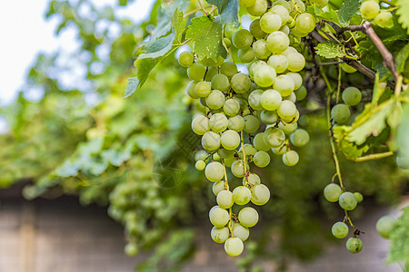 新鲜的青葡萄夏天绿色葡萄背景
