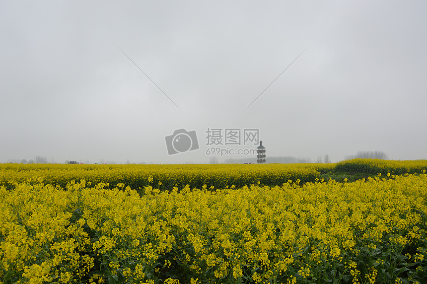 油菜花图片