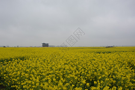 油菜花图片