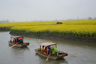 油菜花图片