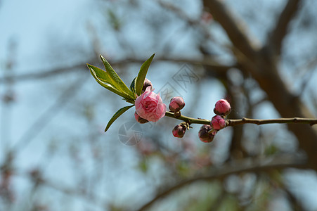 樱花背景图片