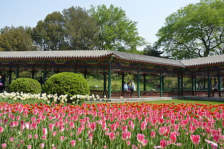 郁金香盆栽郁金香背景