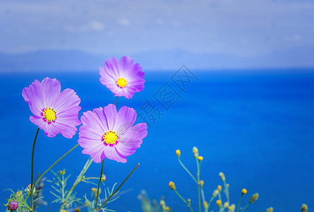 格桑花花卉背景图高清图片