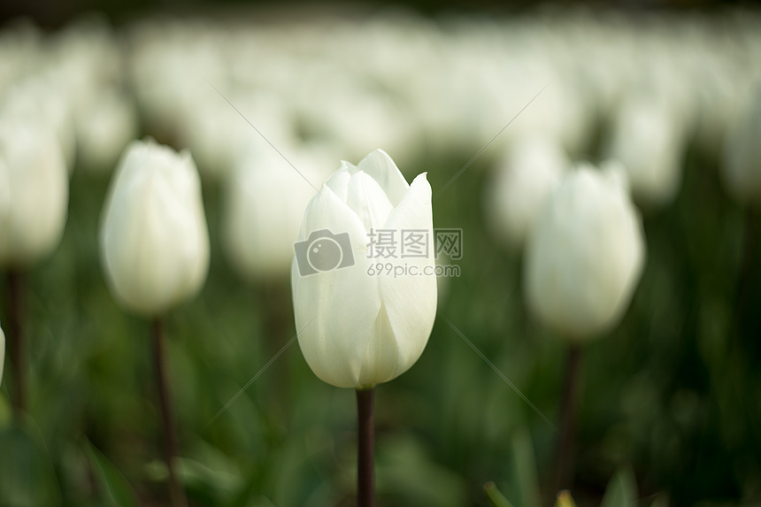 春天鲜花盛开花海图片