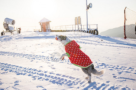 狗狗雪地游玩图片