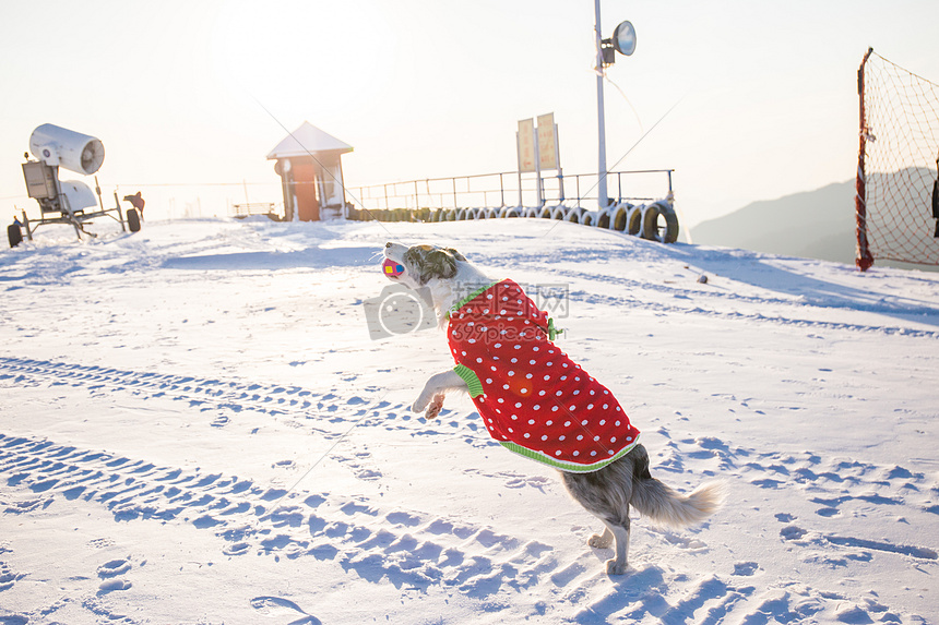 狗狗雪地游玩图片