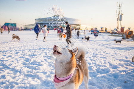 阿拉斯加雪橇犬狗狗雪地游玩背景