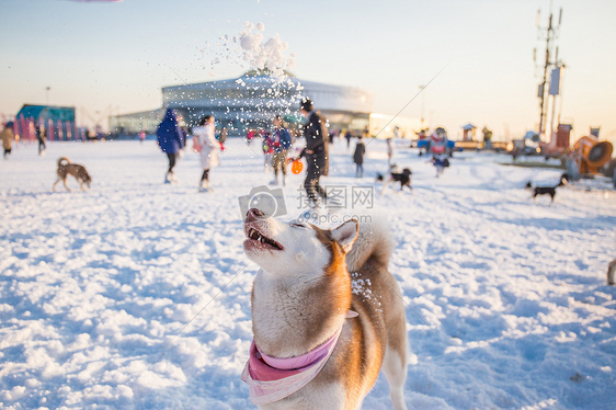 狗狗雪地游玩图片