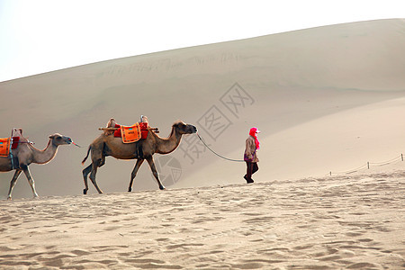 丝绸之路上的骆驼图片