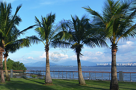 海边椰子树厦门夏天高清图片