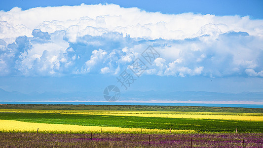 门源油菜花远方的彩云背景