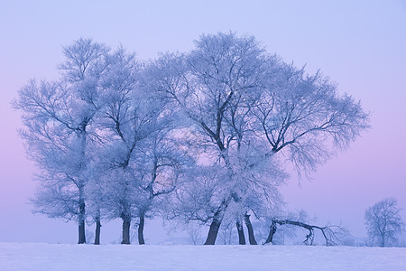 雪乡旅游松花江上清晨的雾凇背景