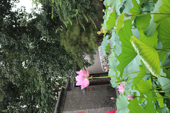 留得残荷听雨声图片