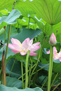 留得残荷听雨声摄影图片免费下载_花草树木图