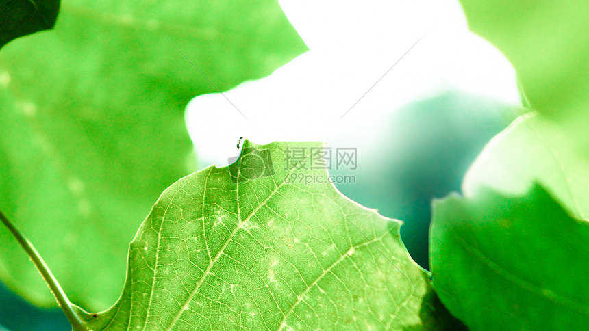 夏天的树叶背景图片