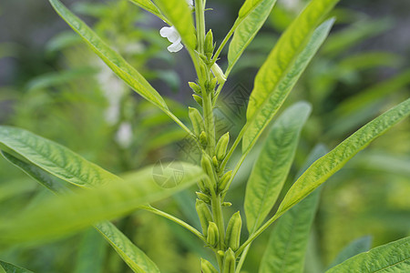 原料芝麻开花节节高背景