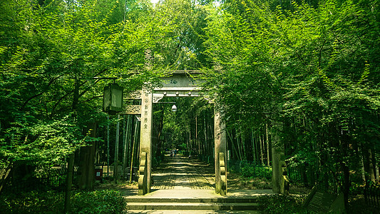 绿色小道静谧的竹林小道背景