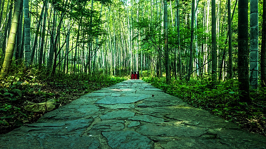 竹林小道林间小道背景