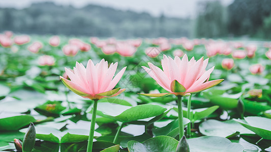 绿色清新花朵并列对称粉色莲花背景