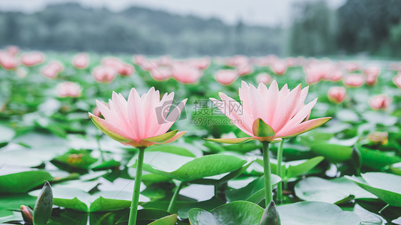 并列对称粉色莲花图片