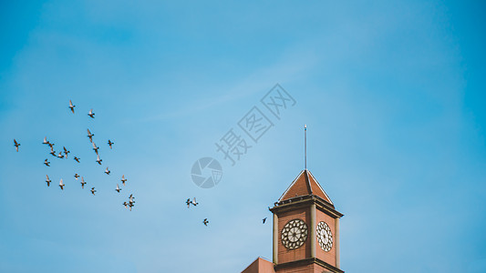 特色房子蓝色天空钟楼鸽子背景