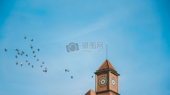 蓝色天空钟楼鸽子图片
