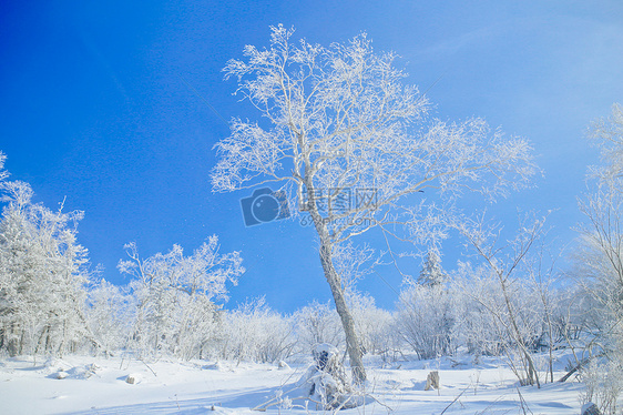 哈尔滨雾凇雪景图片