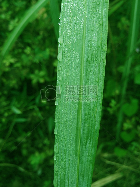 露水图片