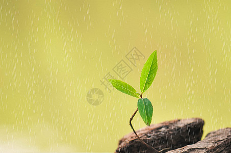 雨水手绘在叶子下避雨的小石头设计图片