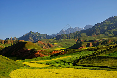 风景摄影祁连卓尔山油菜花背景