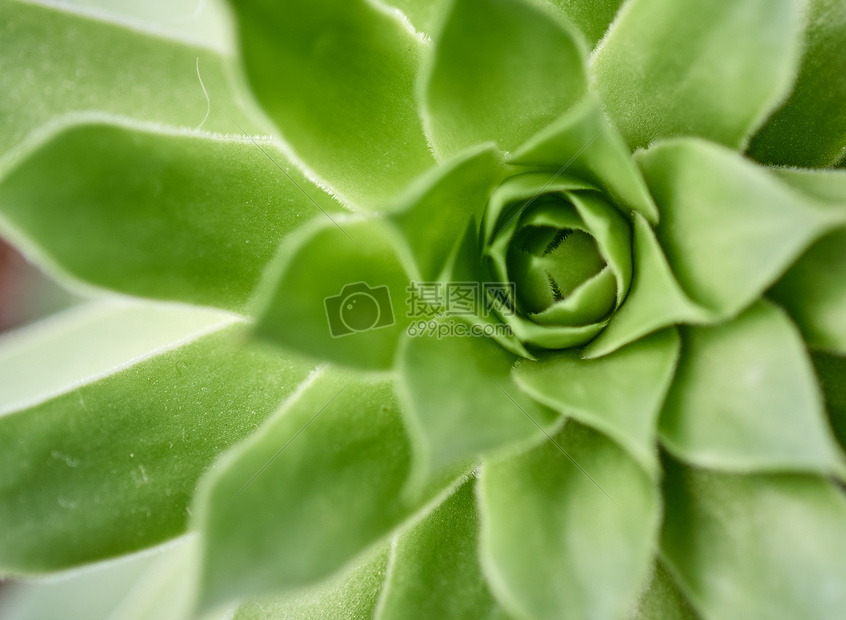 多肉植物花图片