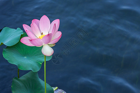 南翔古漪园夏季，连蜜蜂都爱荷花背景