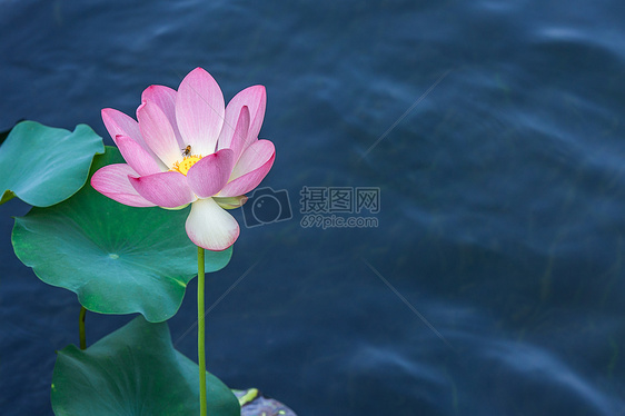 夏季，连蜜蜂都爱荷花图片