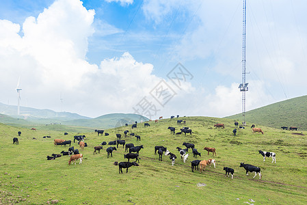 贵州乌蒙大草原遍地的牛羊背景