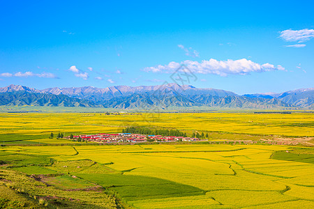 西北游甘肃张掖油菜花背景